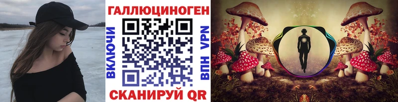 Галлюциногенные грибы Psilocybe  Динская 